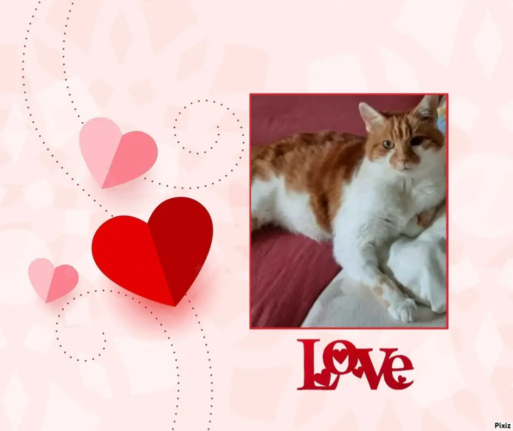 Condolence image of Tanja mit Timmy im Herzen 