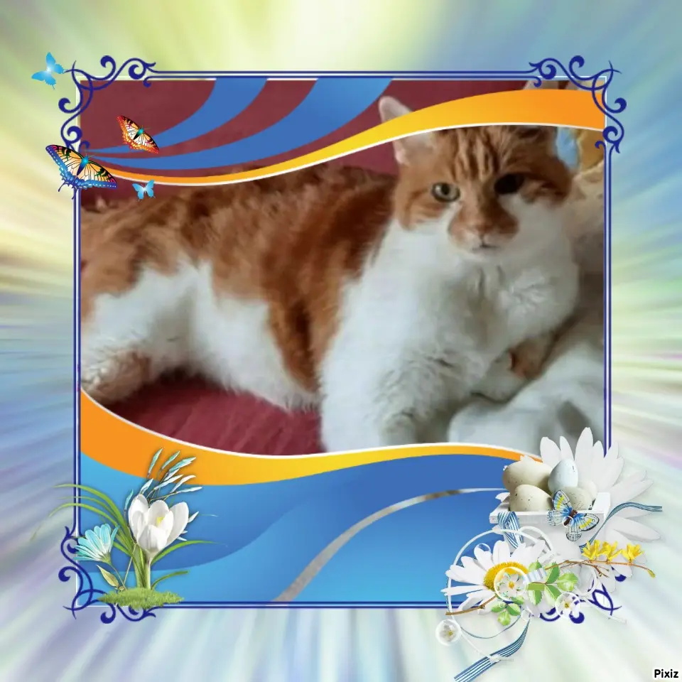 Condolence image of Tanja mit Timmy im Herzen 