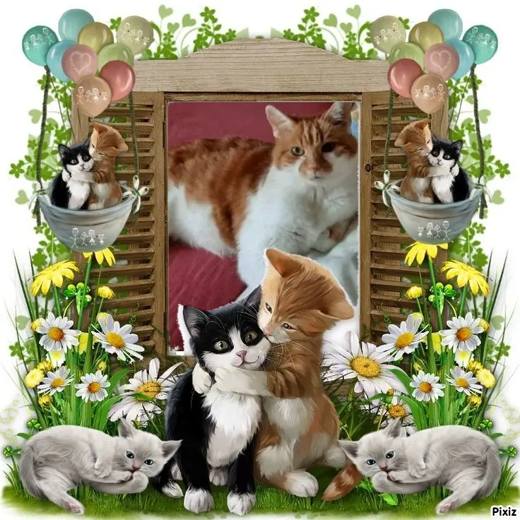 Condolence image of Tanja mit Timmy im Herzen 