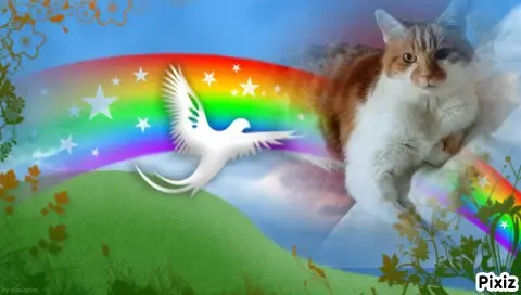 Condolence image of Tanja mit Timmy im Herzen 