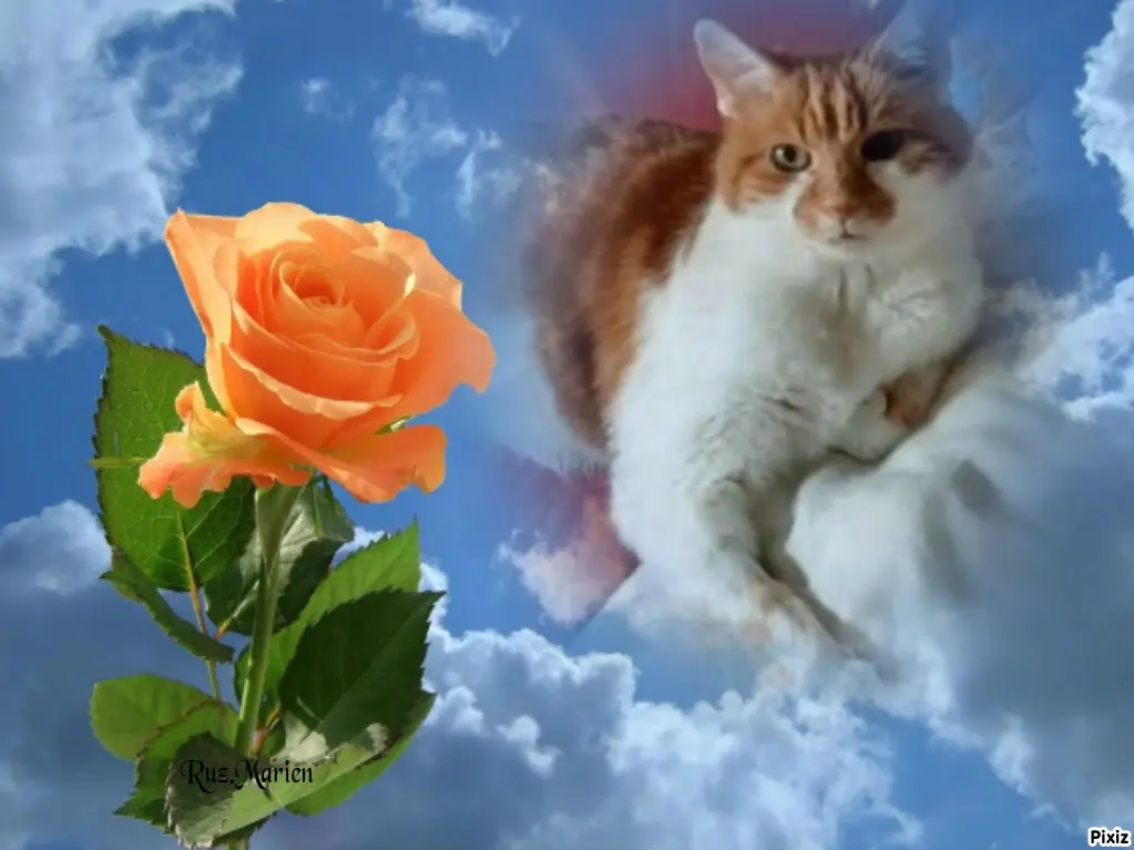 Condolence image of Tanja mit Timmy im Herzen