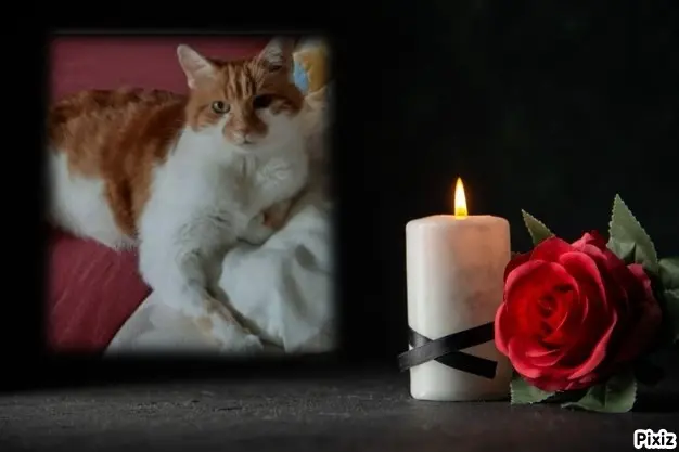 Condolence image of Tanja mit Timmy im Herzen