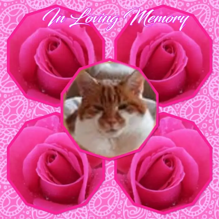 Condolence image of 1.Sternchen❤️ Gedenktag❤️