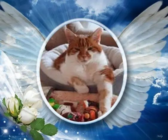 Condolence image of 1.Sternchen❤️ Gedenktag❤️