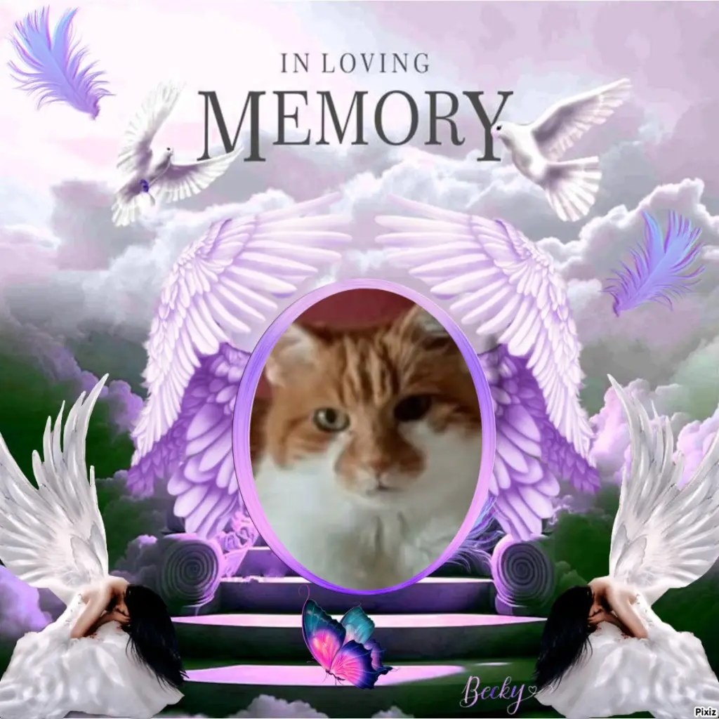 Condolence image of Tanja mit Timmy im Herzen