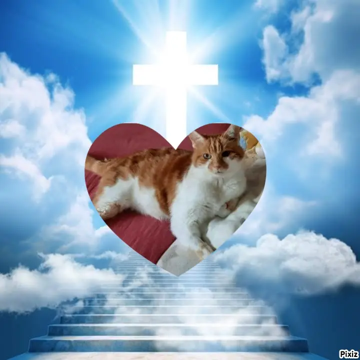 Condolence image of Tanja mit Timmy im Herzen