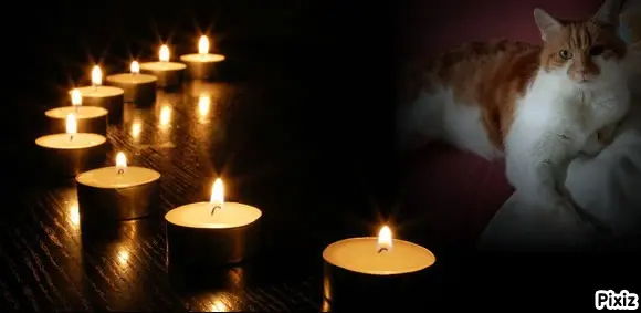 Condolence image of Tanja mit Timmy im Herzen
