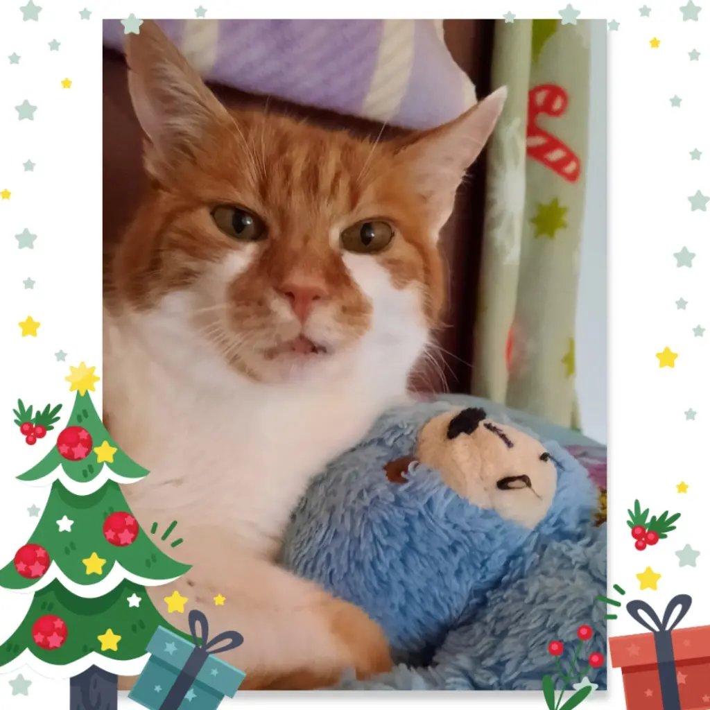 Condolence image of ❤️Frohe Weihnachten Bobbi-Schatzi ❤️ 