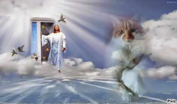 Condolence image of Tanja mit Timmy im Herzen