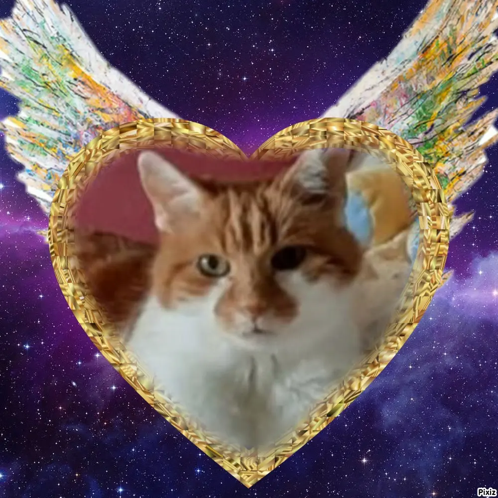 Condolence image of Tanja mit Timmy im Herzen 