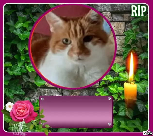 Condolence image of Tanja mit Timmy im Herzen