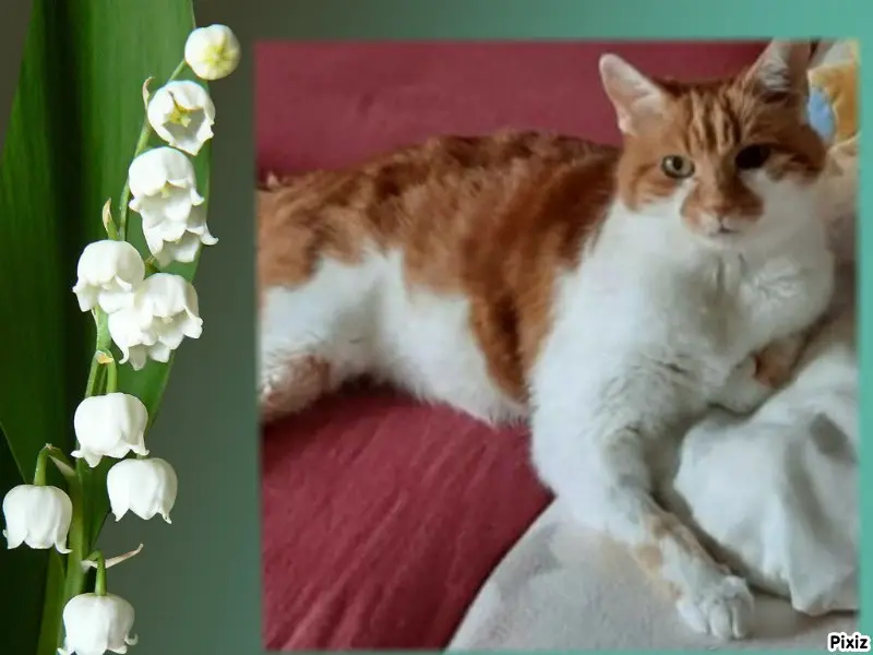 Condolence image of Tanja mit Timmy im Herzen