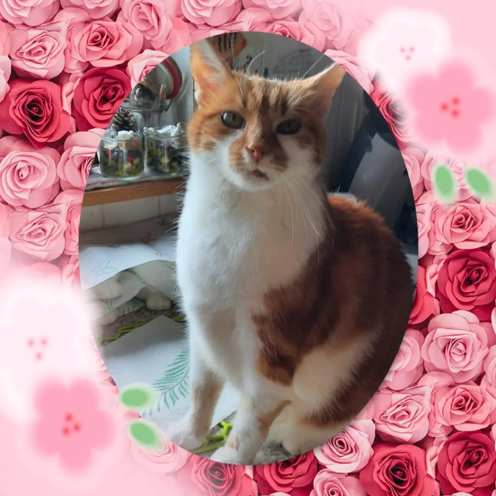 Condolence image of ❤️22 Mo❤️Deine Mami und Deine Ömi ❤️