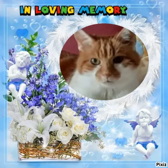 Condolence image of Tanja mit Timmy im Herzen