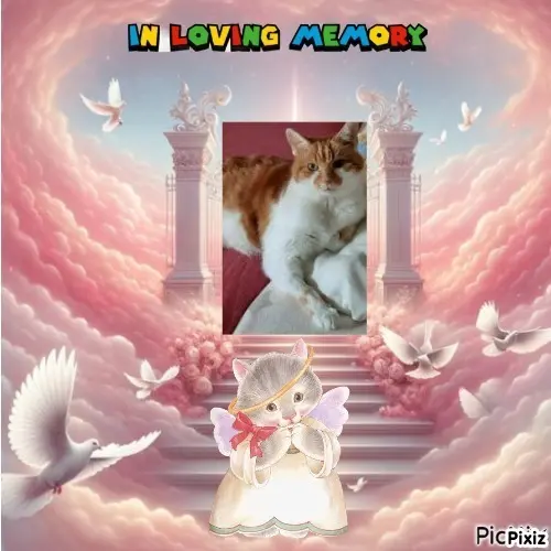 Condolence image of Tanja mit Timmy im Herzen
