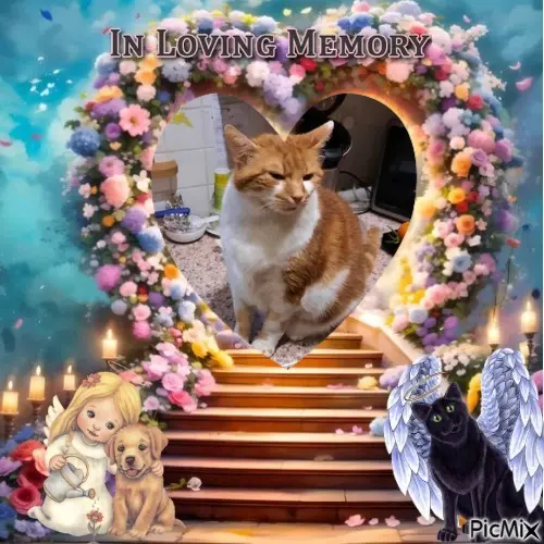 Condolence image of 2.Sternchen❤️Gedenktag❤️❤️