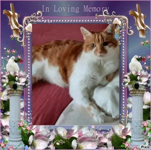 Condolence image of Tanja mit Timmy im Herzen 
