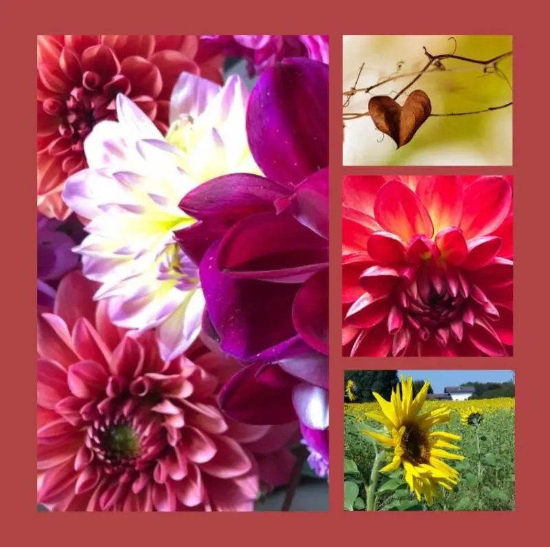 Condolence image of Eine Sonnenrose für Bobele 
