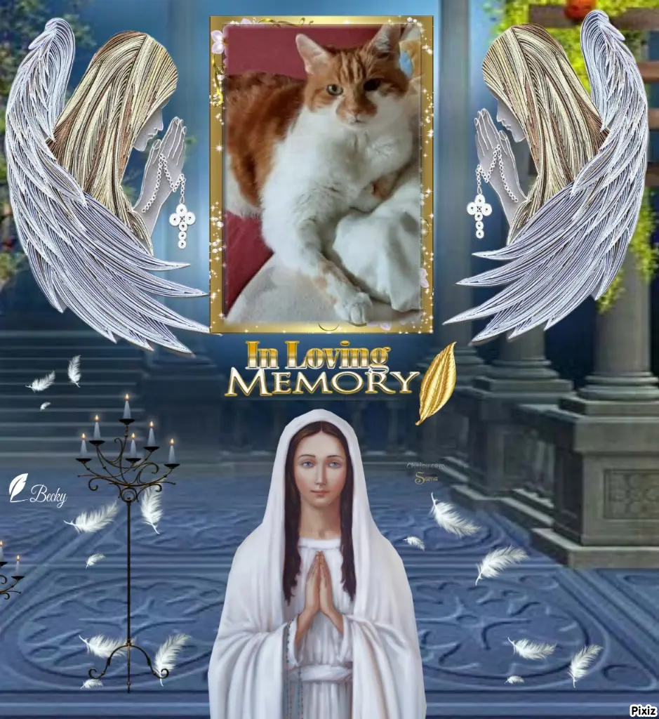 Condolence image of Tanja mit Timmy im Herzen 