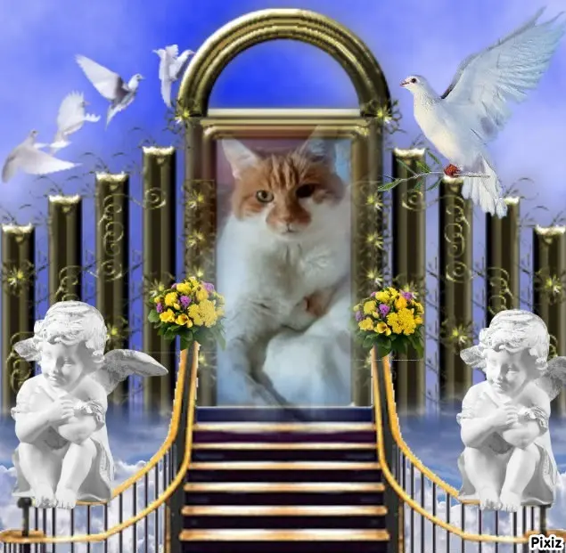 Condolence image of Tanja mit Timmy im Herzen 