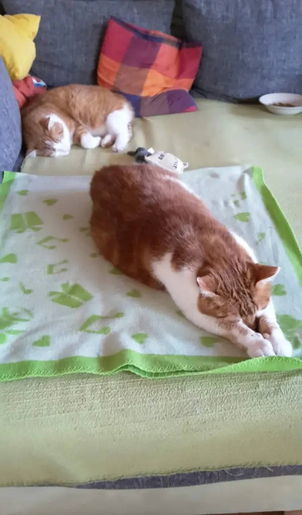 Condolence image of ❤️125 Wo❤️Deine Mami und deine Ömi ❤️