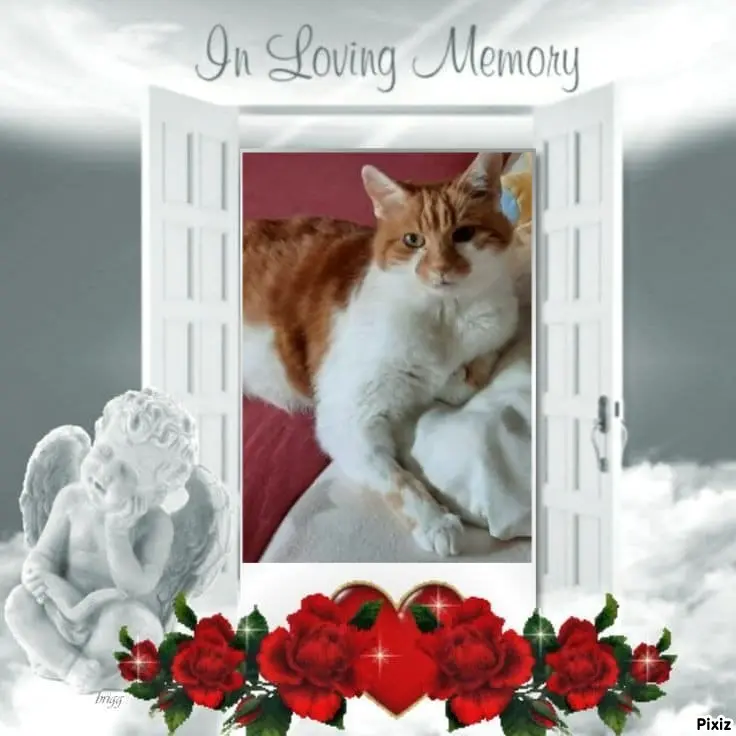 Condolence image of Tanja mit Timmy im Herzen