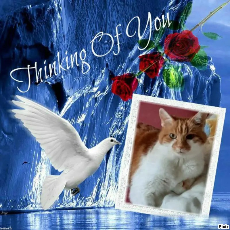 Condolence image of Tanja mit Timmy im Herzen