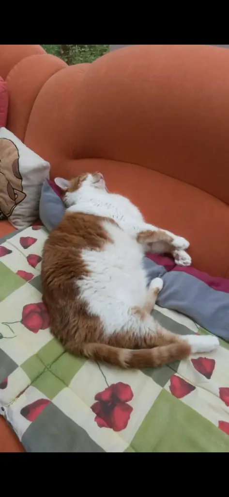 Condolence image of ❤️139 Wo ❤️Deine Mami und deine Ömi ❤️
