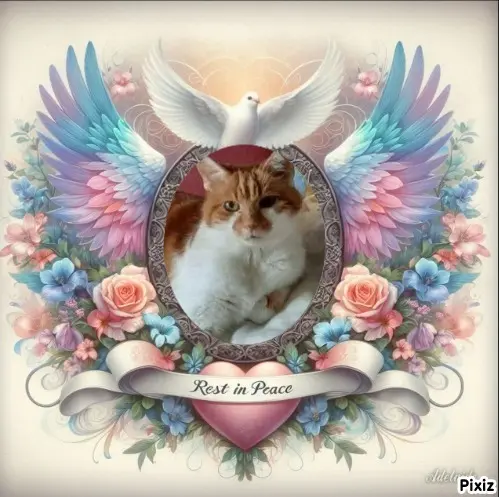 Condolence image of Tanja mit Timmy im Herzen