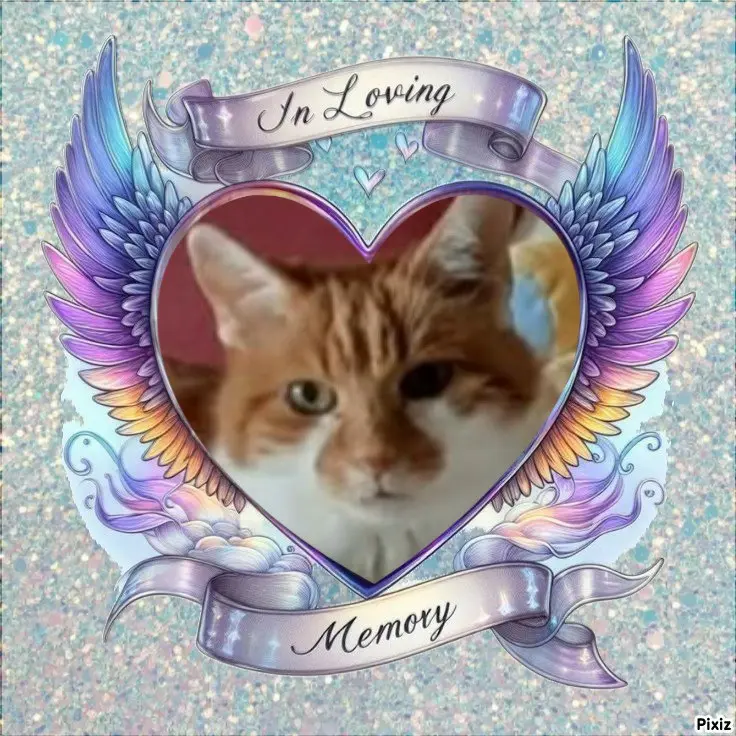 Condolence image of Tanja mit Timmy im Herzen