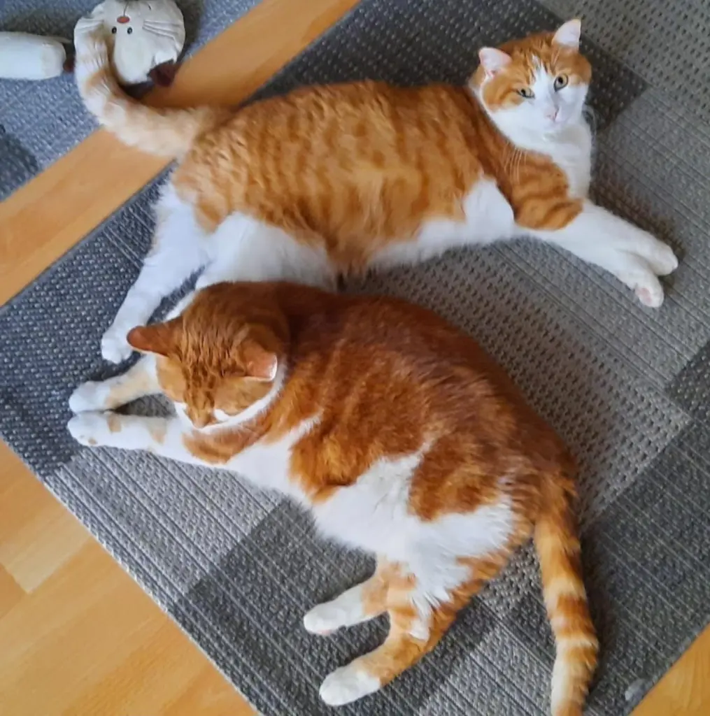 Condolence image of ❤️34 Mo❤️Deine Mami und deine Ömi ❤️