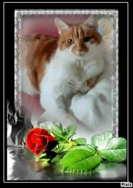 Condolence image of Tanja mit Timmy im Herzen 