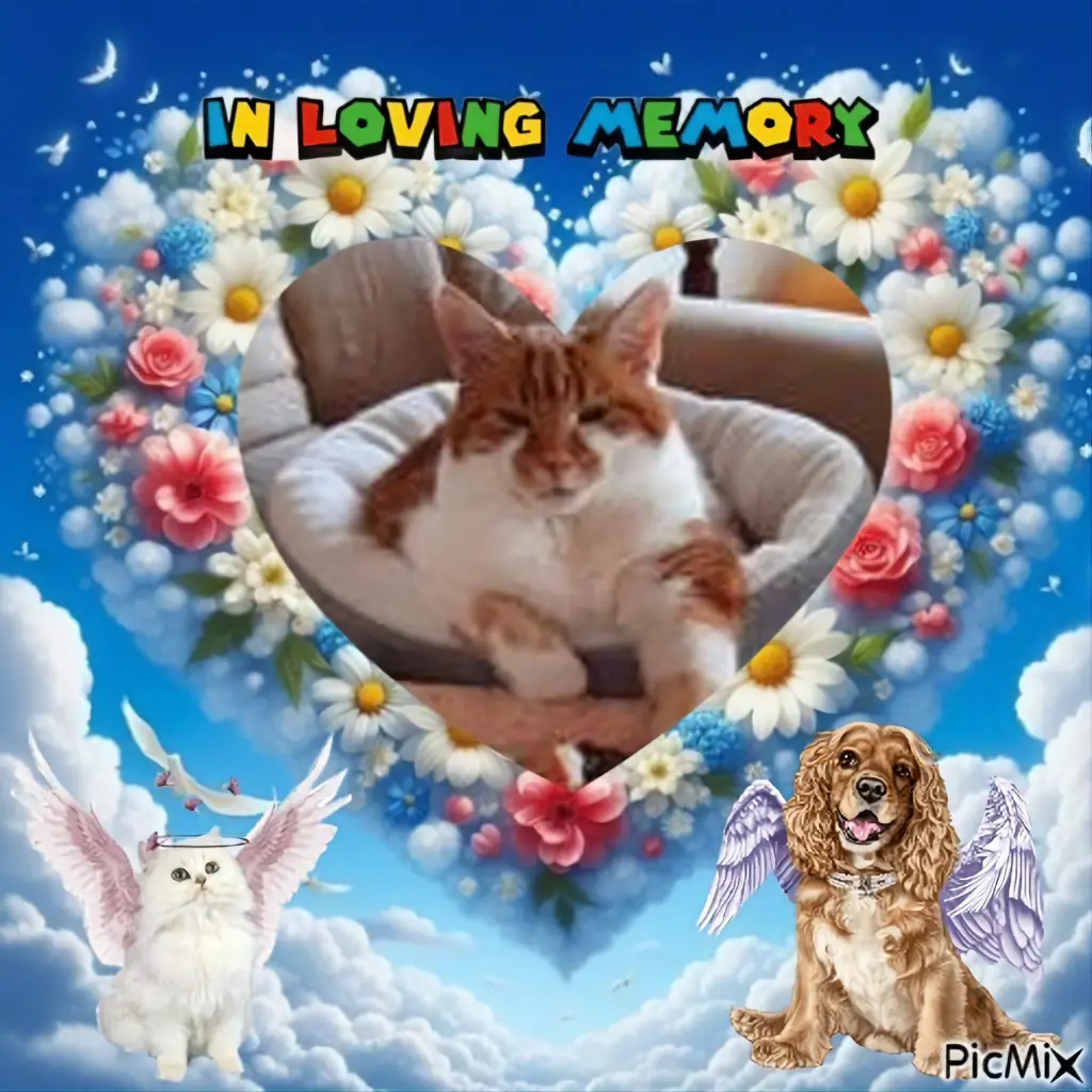 Condolence image of 3. Sternchen❤️❤️❤️Gedenktag❤️❤️❤️