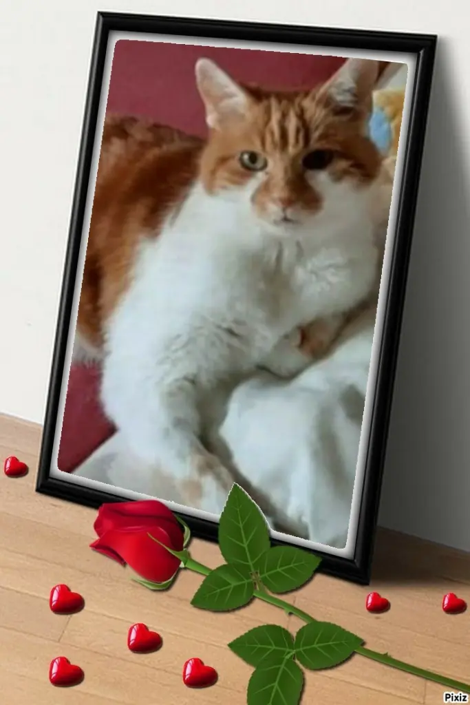 Condolence image of Tanja mit Timmy im Herzen 