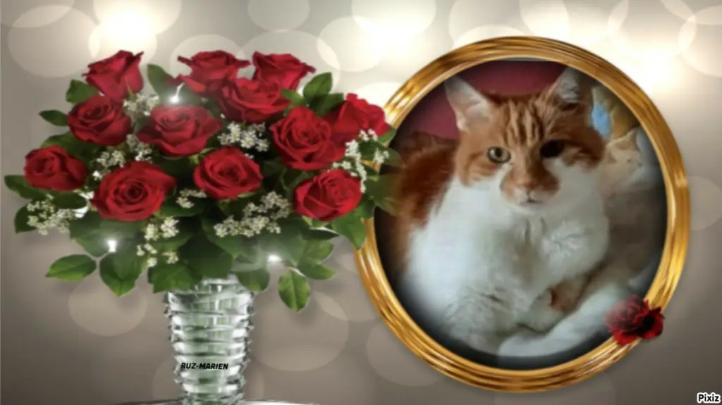 Condolence image of Tanja mit Timmy im Herzen