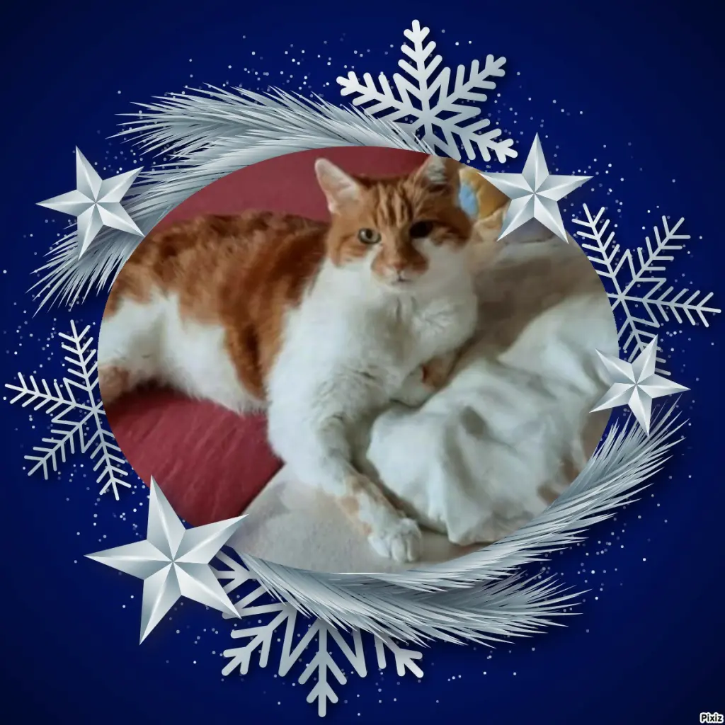 Condolence image of Tanja mit Timmy im 💘🐈🐾