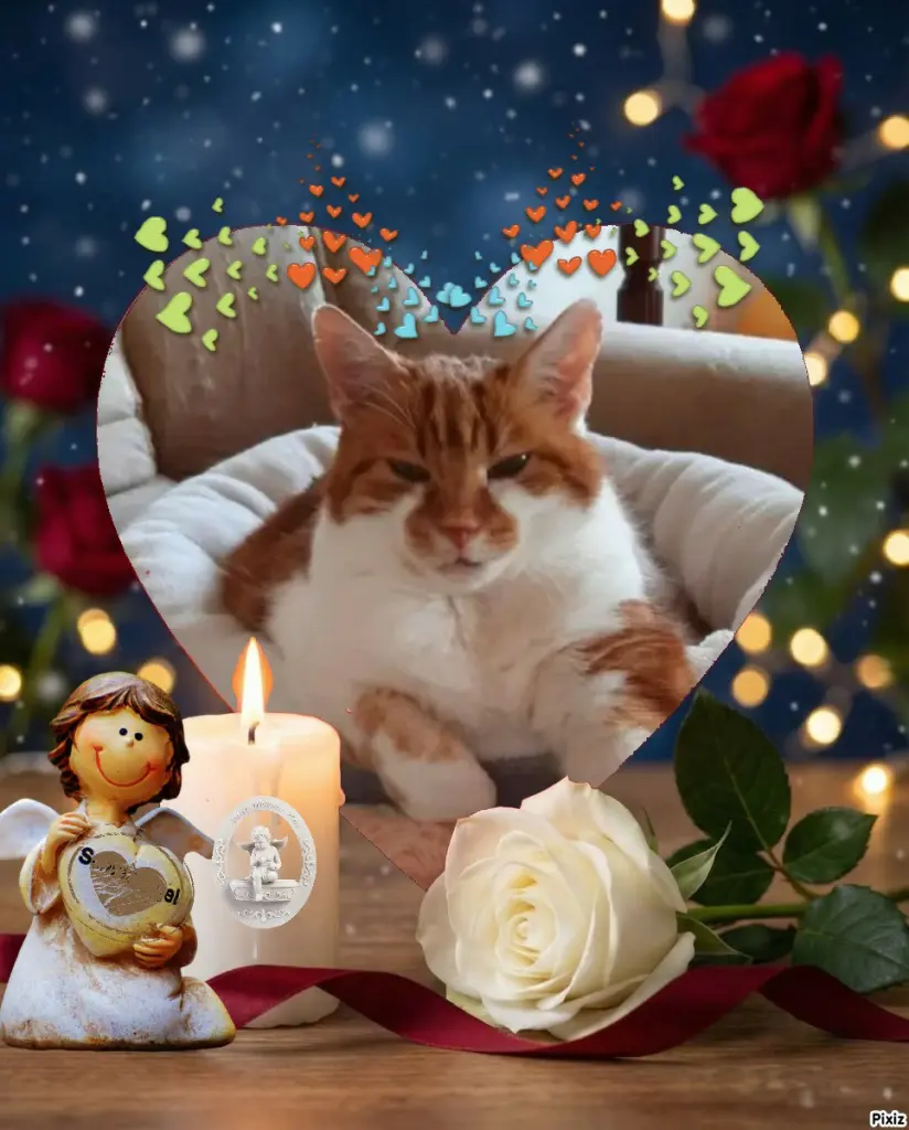 Condolence image of Tanja mit Timmy im 💘🐈🐾