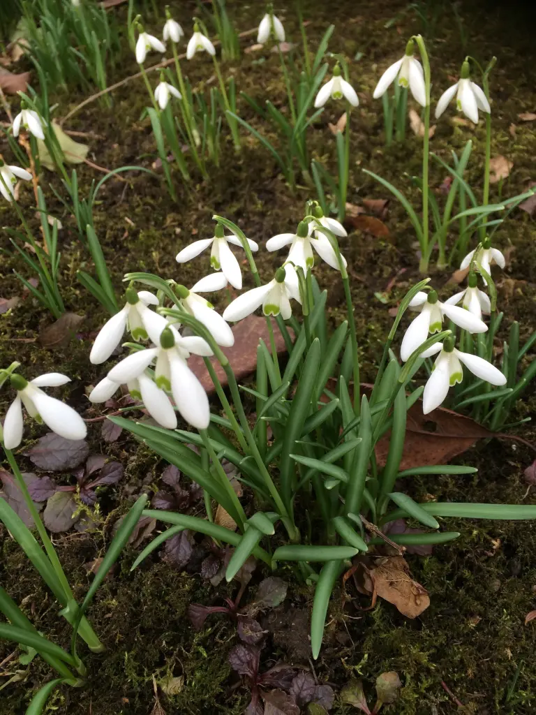 Condolence image of Ein Sonntagsröschen für Bobele