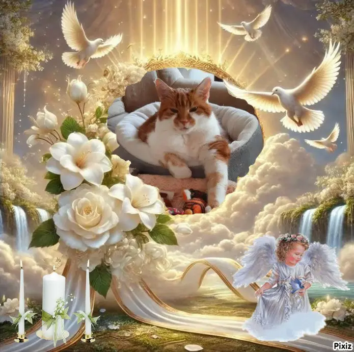 Condolence image of Tanja mit Timmy im 💖🐈🐾