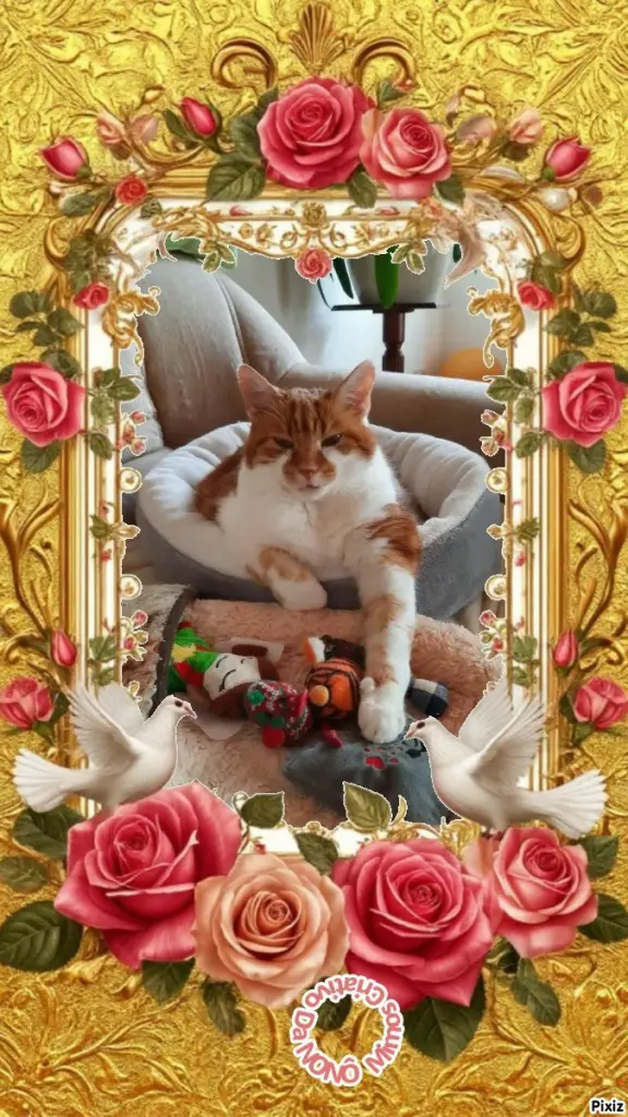 Condolence image of Tanja mit Timmy im 💖🐈🐾