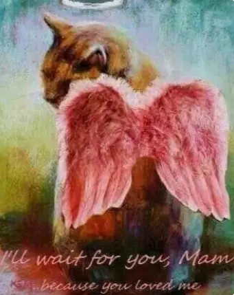Condolence image of 🌈💗¨*.¸¸.•* Für Bobele zum 4. Sternchengedenkjahr *.¸¸ .•*¨💗🌈
