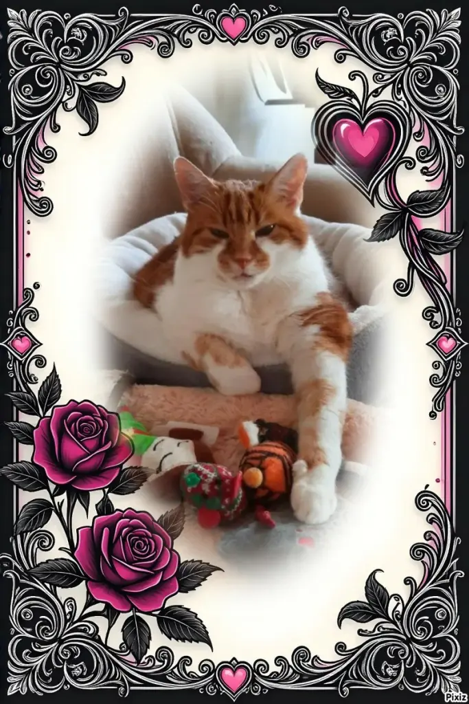 Condolence image of Tanja mit Timmy im 💖🐈🐾