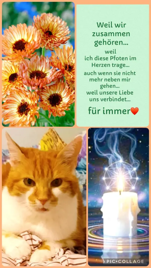 Condolence image of ❤️50 Mo❤️Deine Mami und deine Ömi ❤️