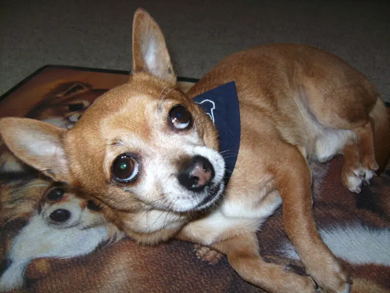 Andachtsbild von Irene mit Seelenhund * Jimmy * ganz tief im Herzen