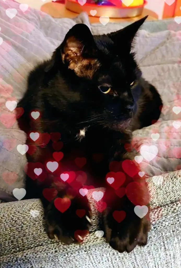 Image from Lucky