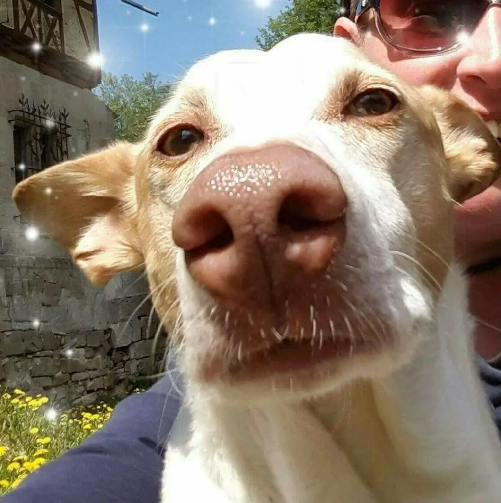 Image from Sancho - Lucero