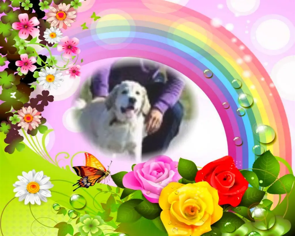 Condolence image of Jutta mit Purzel tief im Herzen  ✟ 08.05.2016 