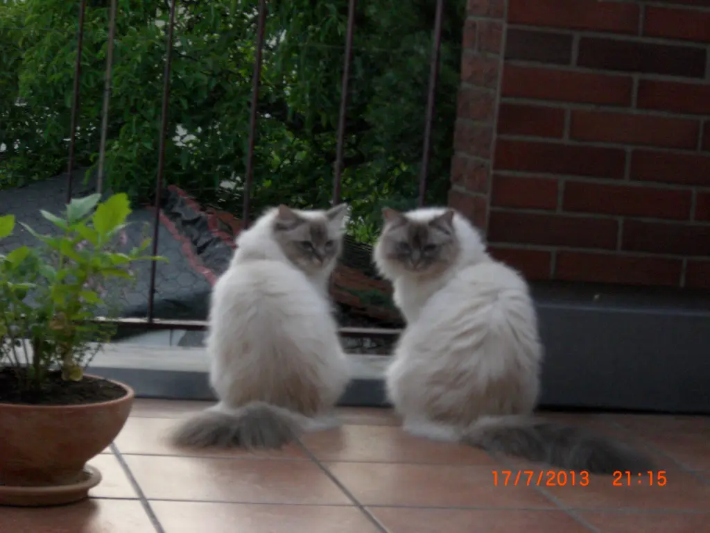 Image from Tamee