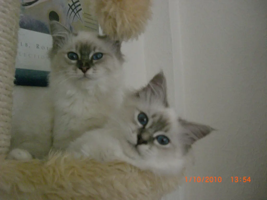Image from Tamee