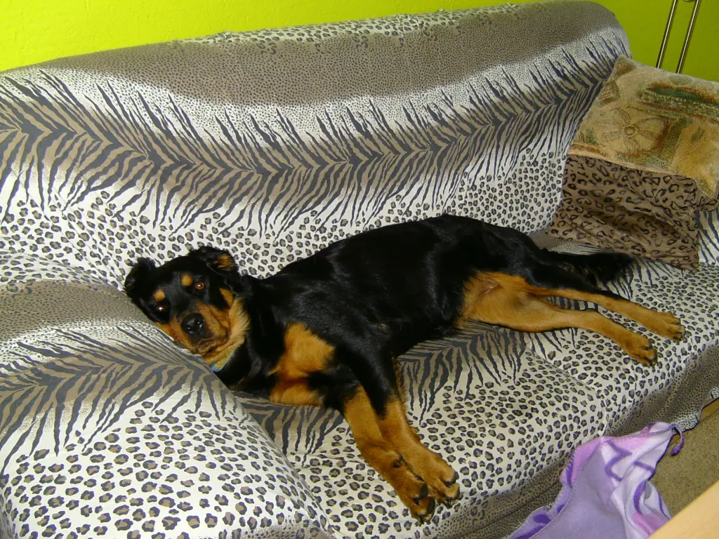 Condolence image of Angelika
